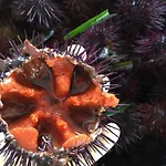 36 Passi Dal Mare Bed & Breakfast